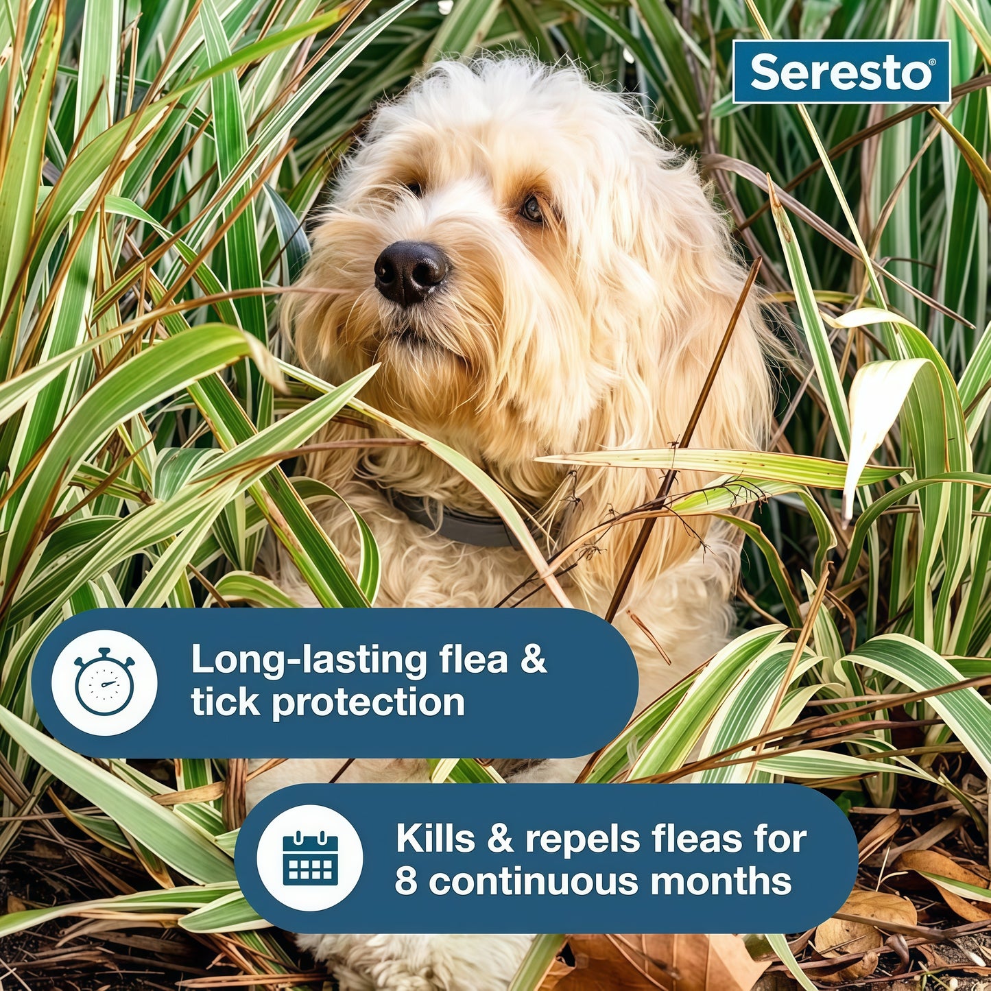 Seresto Small Dog Vet-Recommended Flea & Tick Treatment & Prevention Collar for Dogs Under 18 lbs | 8 Months Protection